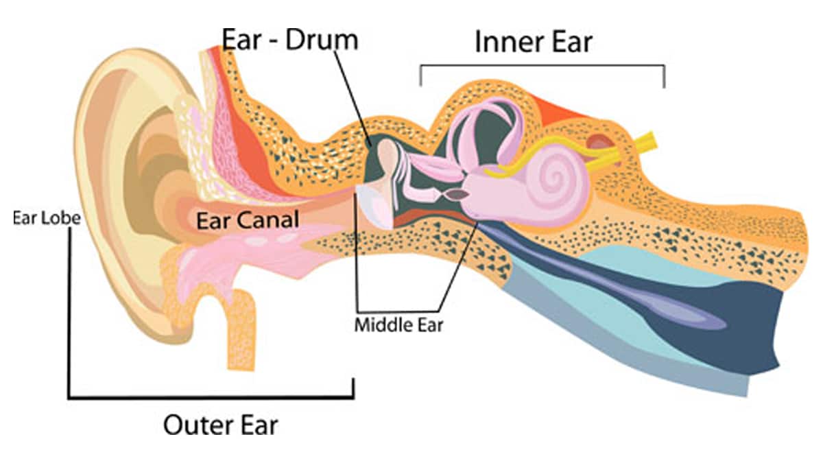 Diagram of an ear, from the outer ear to the eardrum.