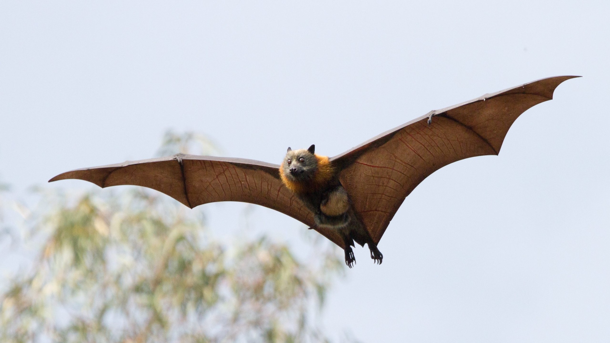Australian flying fox, genus Pteropus