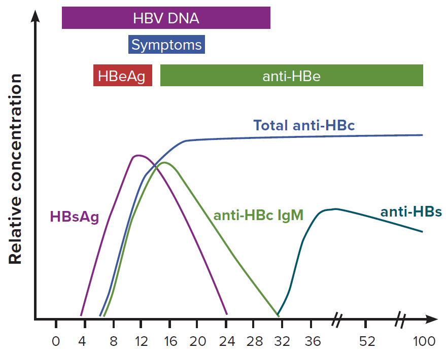 Figure 3-1. Typical serologic course of acute hepatitis B to recovery