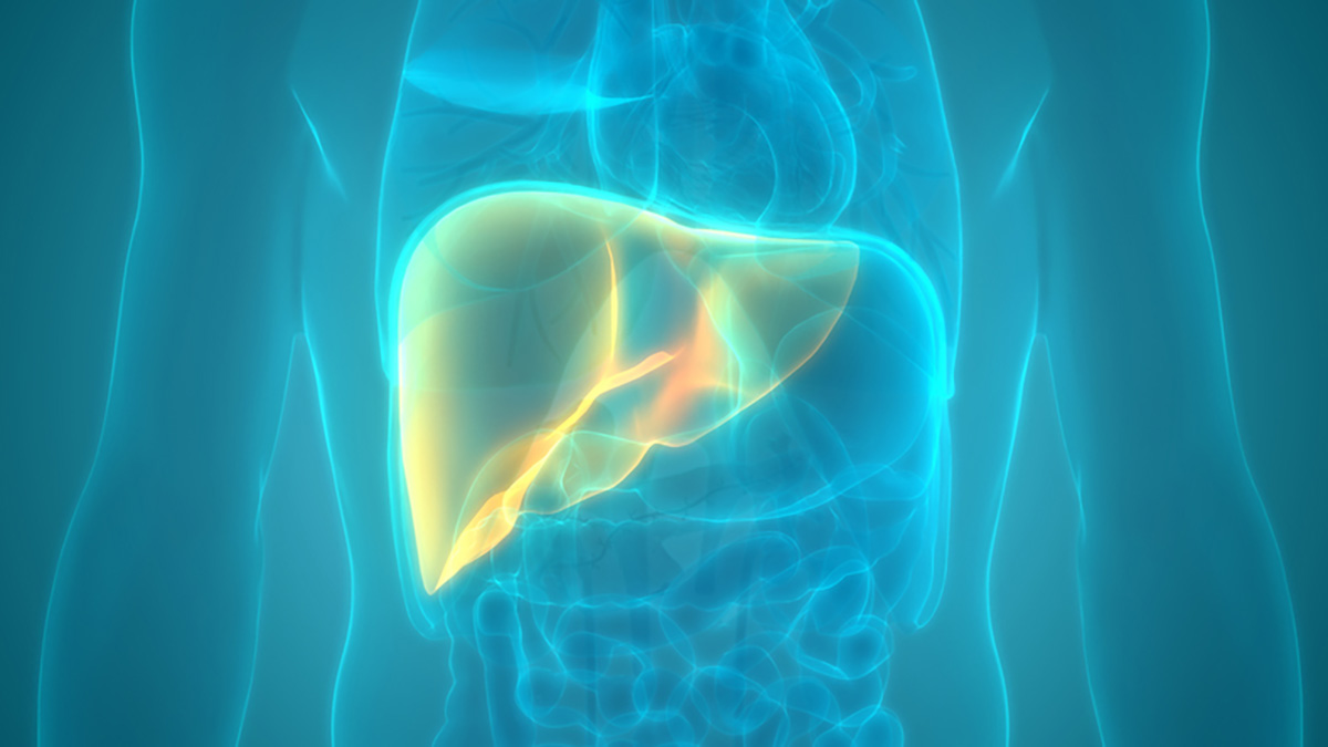 Digital rendering of a 3d model of a human body with emphasis on the liver
