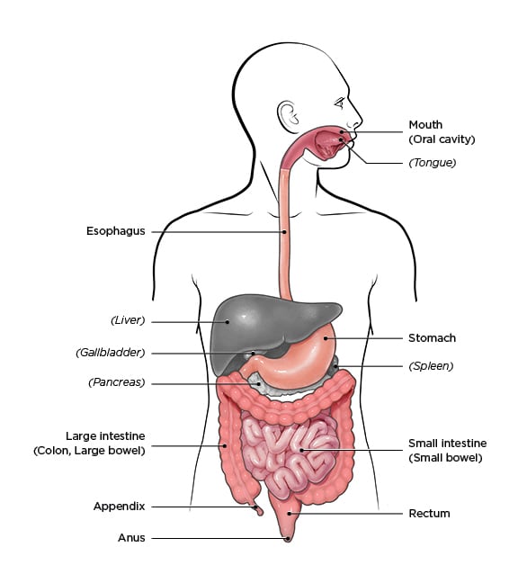 irritable bowel syndrome diagram
