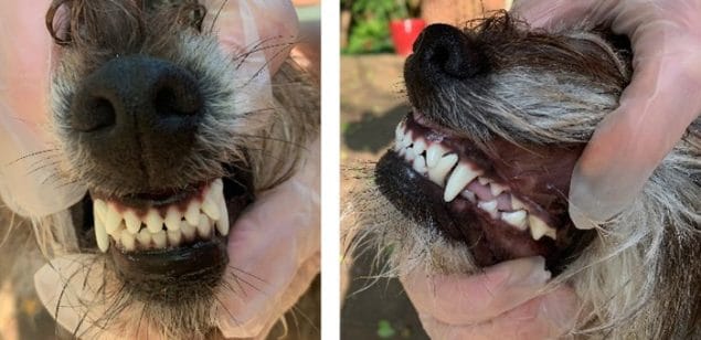 front view of upper and lower dog teeth then a side view of upper and lower dog teeth