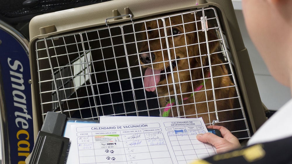 A CDC public health officer checks the rabies vaccination certificate of a dog in a kennel just arrived into the United States. Photo credit to Derek Sakris, CDC.