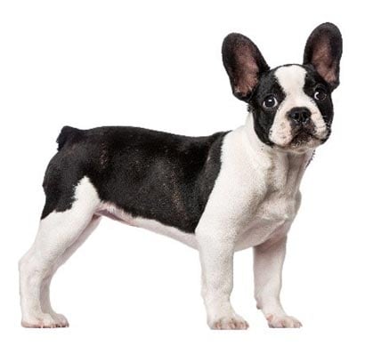 View of black and white dog from the side, showing its face and body