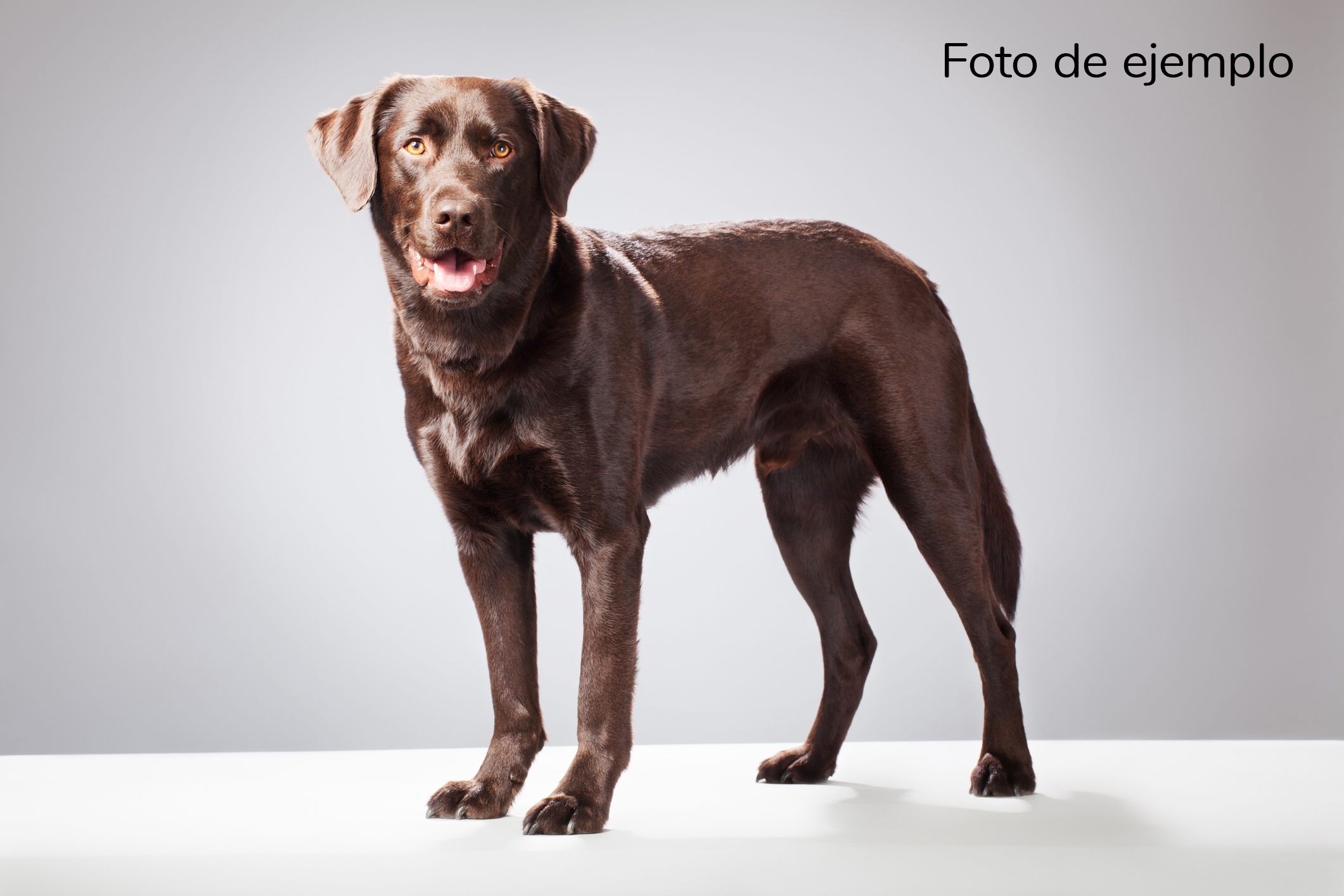 Labrador retriever de pie y mirando a la c&aacute;mara