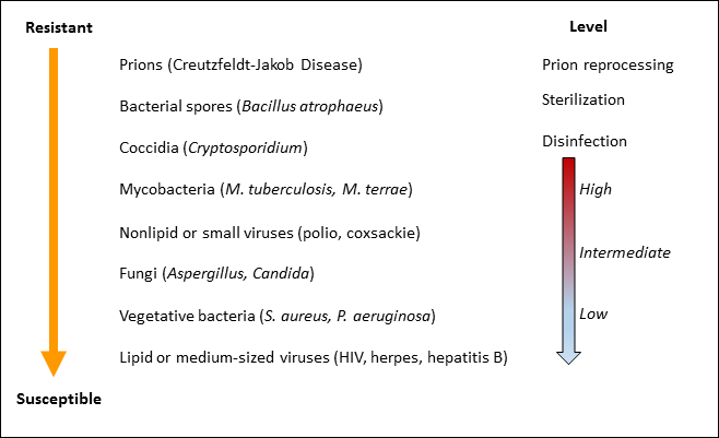 types of bacterial spores