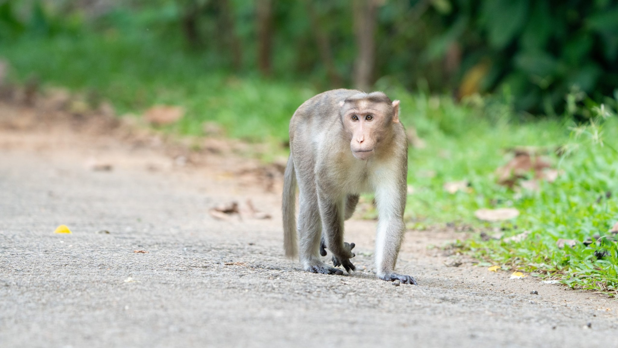 A grey bonnet macaque walks along a road next to a forest.
