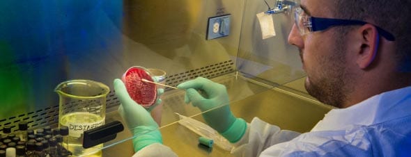 Laboratory professional wearing personal protective equipment and swabbing a petri dish in a biosafety cabinet.