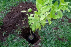 A tree planted in a small hole in the ground surrounded by grass and soil