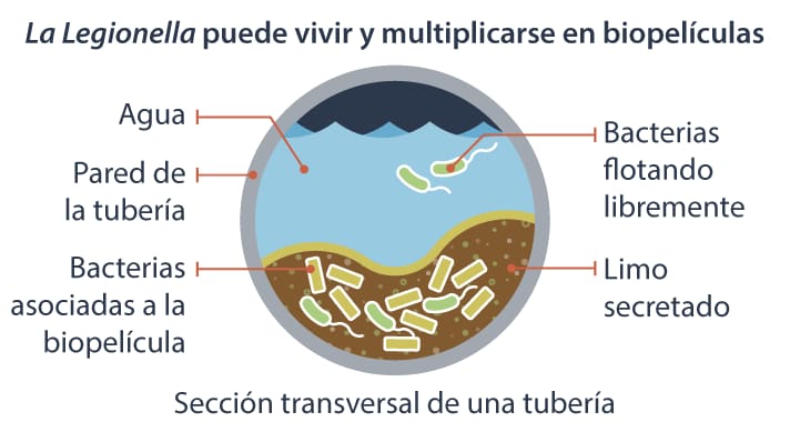 La Legionella puede vivir y multiplicarse en biopelículas. Sección transversal de una tubería; agua, pared de la tubería; bacterias asociadas a la biopelícula; bacterias flotando libremente y limo secretado.