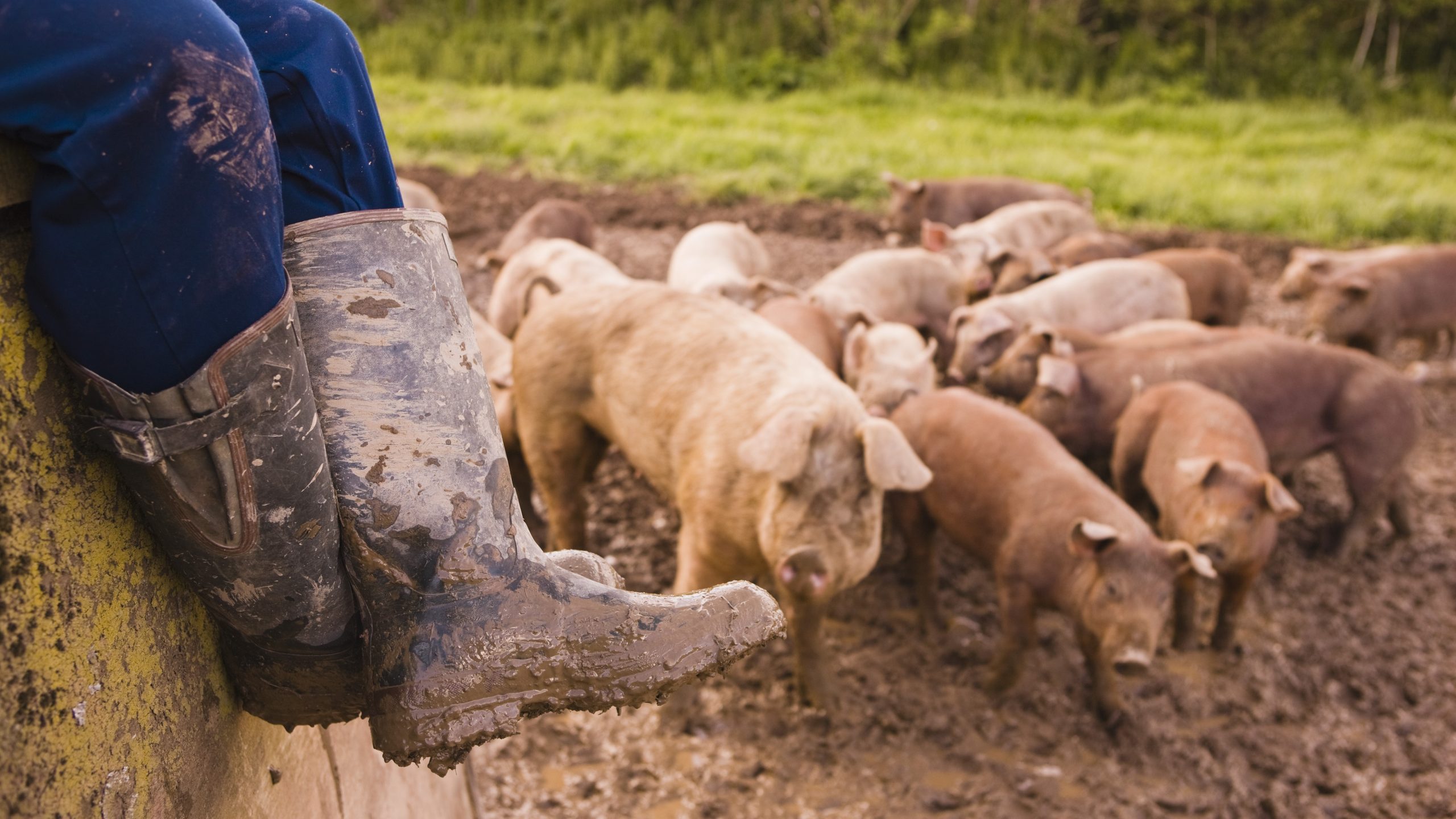 muddy boots next to muddy pigs