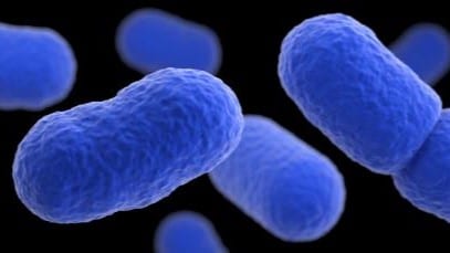 Illustration of Listeria monocytogenes bacteria under a microscope.