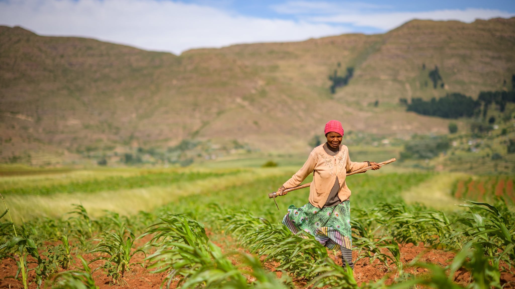 An older African woman walks in a corn field while carrying a hoe