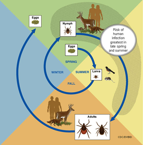 Can Dogs Transfer Lyme Disease To Humans?