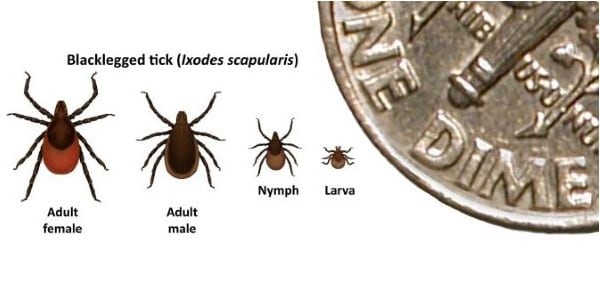 Post-Treatment Lyme Disease Syndrome | Lyme Disease | CDC