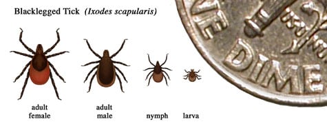 tick identification lyme disease