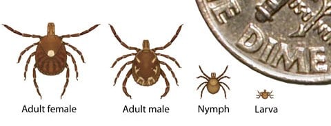 Lone star tick adult male, adult female, nymph, larva.
