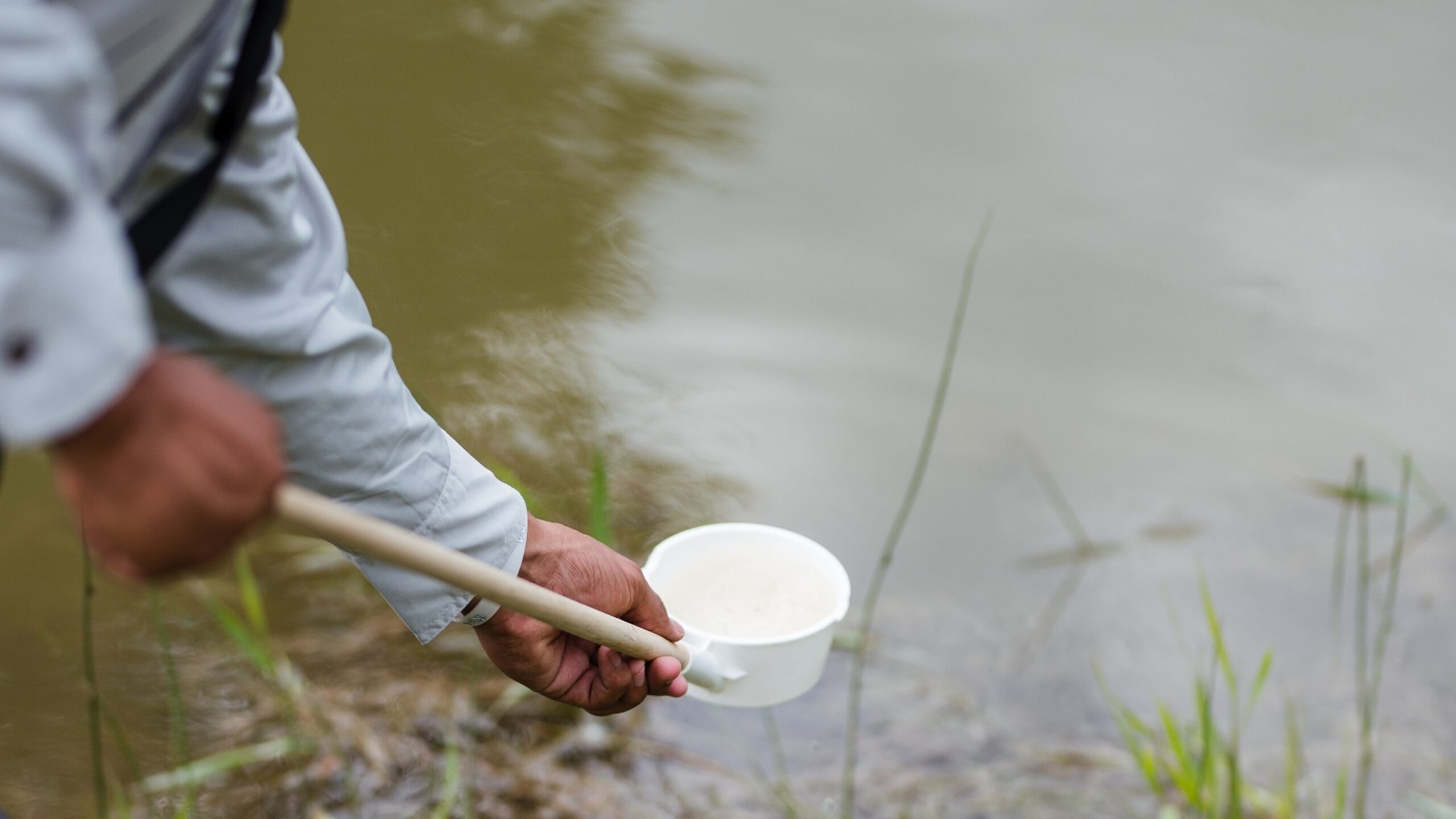 A field technician scoops mosquito larvae in the course of mosquito control efforts