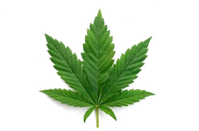 Dónde es legal comprar semillas de Marihuana?