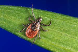 Tick