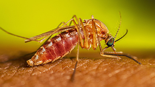 Mosquito