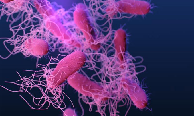 Microscopic image of Salmonella.