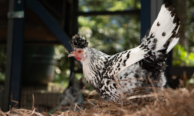 chicken