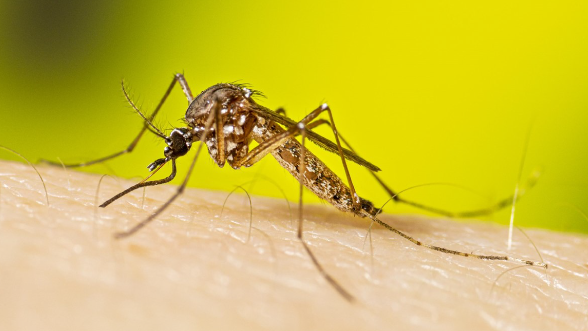 The photo shows a female Aedes aegypti mosquito.