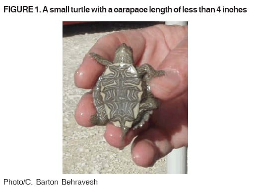 Tiny turtles bought from the internet are behind salmonella