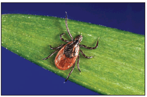 rr6502a1f14.gif This figure is a photograph showing an adult female Ixodes scapularis (blacklegged tick).