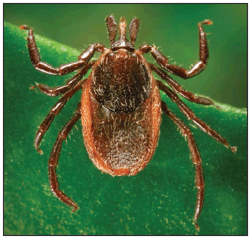 rr6502a1f17.gif This figure is a photograph showing an adult female Ixodes pacificus (western blacklegged tick).