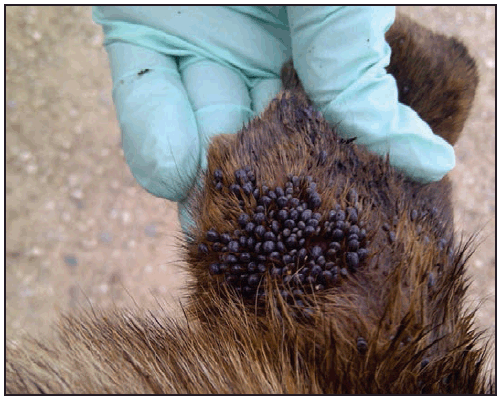 rr6502a1f8.gif This figure is a photograph showing a dog infested with Rhipicephalus sanguineus ticks.