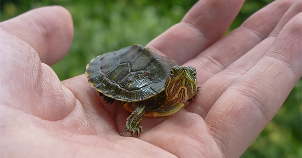 Small turtles linked to Salmonella outbreak in 7 states including Maryland,  CDC reports