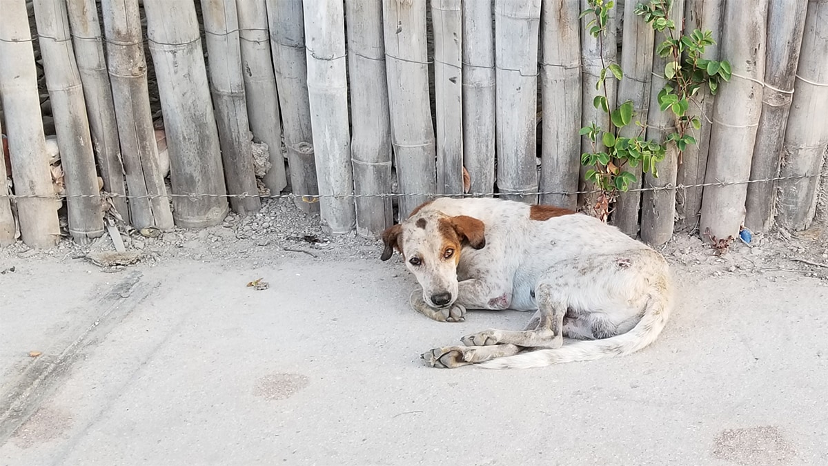 dog alive after 10 days rabies