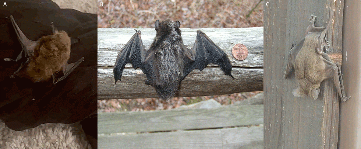 Notes from the Field: Three Human Rabies Deaths Attributed to Bat Exposures — United States, August 2021 The figure is a collection of three photos of different bat species implicated in three human exposures to rabies in the United States during August 2021. Photo A depicts a big brown bat, photo B depicts a silver-haired bat, and photo C depicts a Mexican free-tailed bat.
