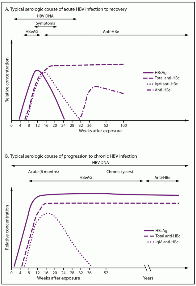 Screening and Testing for Hepatitis B Virus Infection: CDC Recommendations — United States, 2023 Figure illustrates the typical serologic course of acute hepatitis B virus infection to recovery and the typical serologic course of progression to chronic hepatitis B virus infection.
