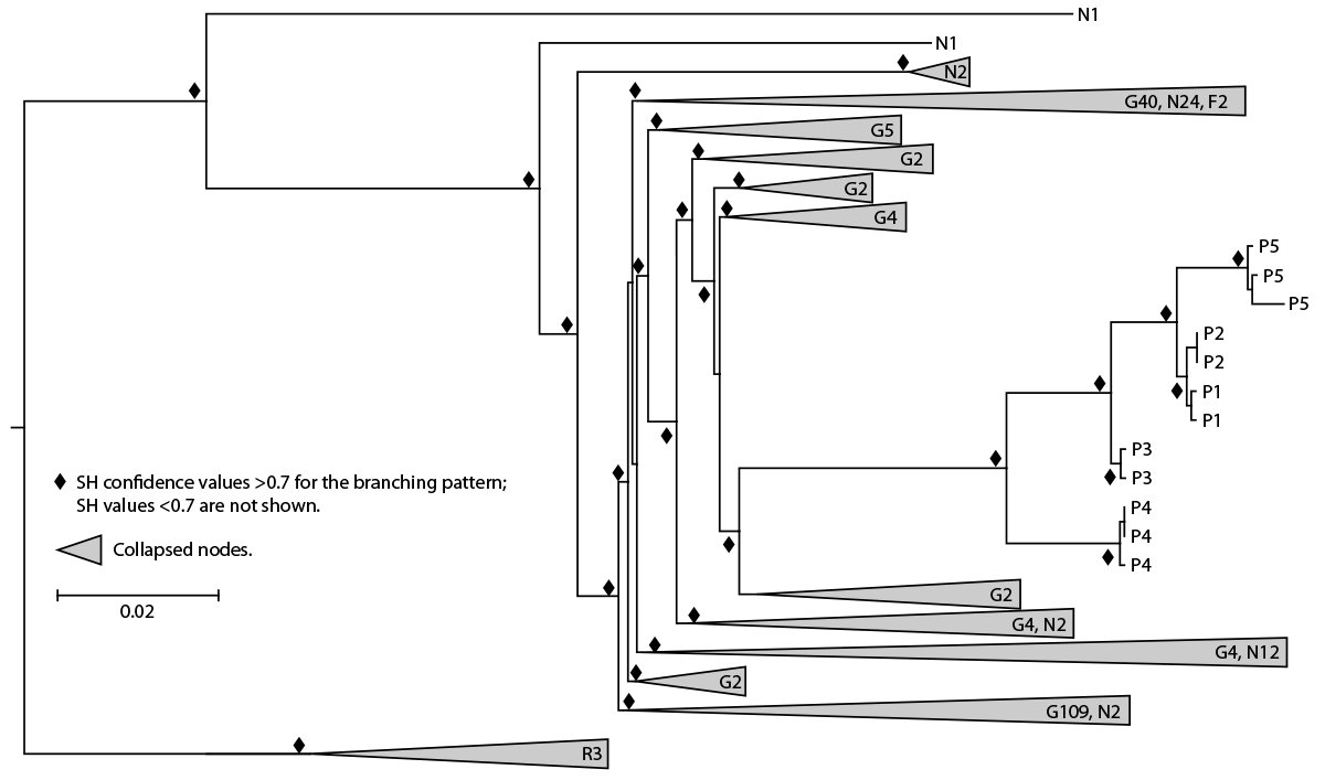 Investigation of Presumptive HIV Transmission Associated with Receipt of Platelet-Rich Plasma Microneedling Facials at a Spa Among Former Spa Clients — New Mexico, 2018–2023 Figure 2 is a tree branch graph depicting the maximum likelihood phylogeny of HIV polymerase sequences from spa A patients 1–5 and client receiving diagnosis of HIV infection in 2012, compared with sequences from GenBank and local HIV surveillance databases in New Mexico during 2018–2023.