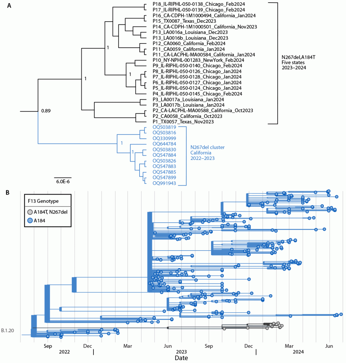 Notes from the Field: Mpox Cluster Caused by Tecovirimat-Resistant Monkeypox Virus — Five States, October 2023–February 2024 Figure is a phylogeny of tecovirimat-resistant monkeypox viruses with asparagine 267 deletion and alanine 184 to threonine substitution among 18 U.S. cases with a previous tecovirimat-resistant cluster from California and with representative monkeypox virus sequences in the United States during 2023–2024.