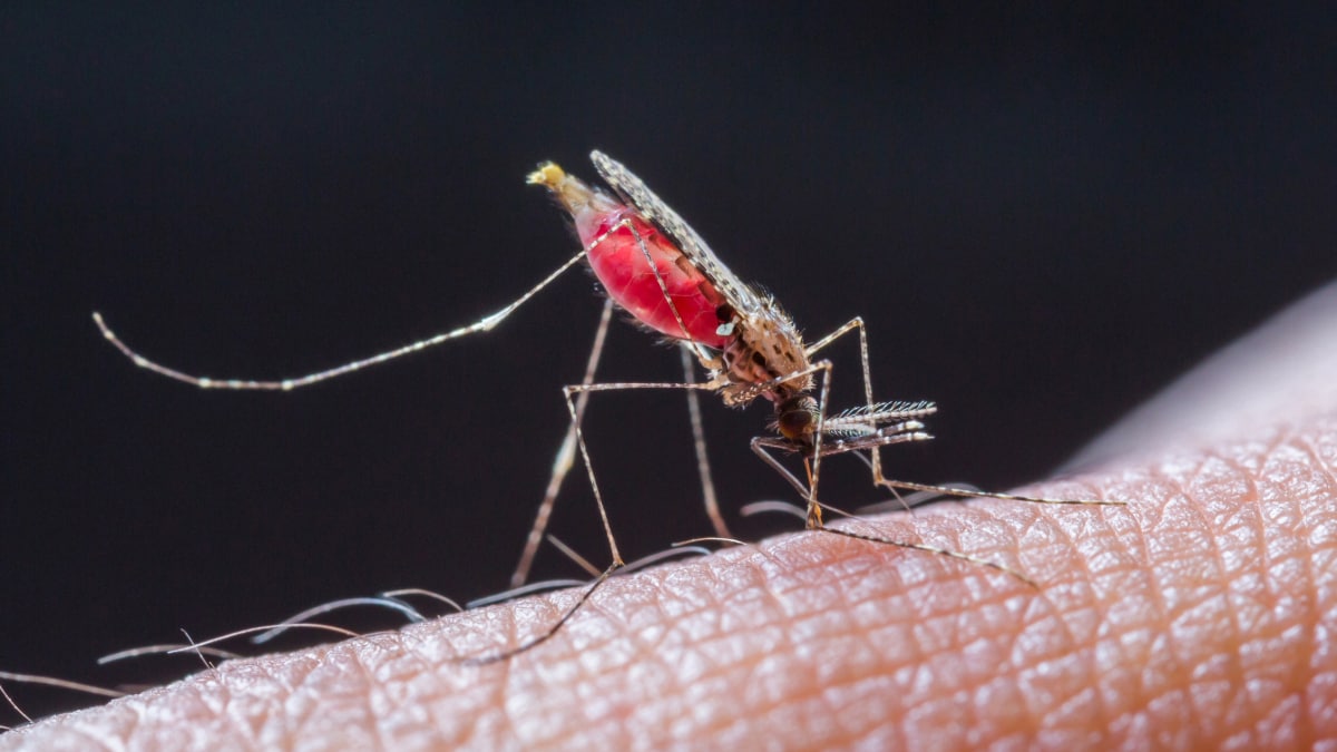 Notes from the Field: Increases in Imported Malaria Cases — Three ...