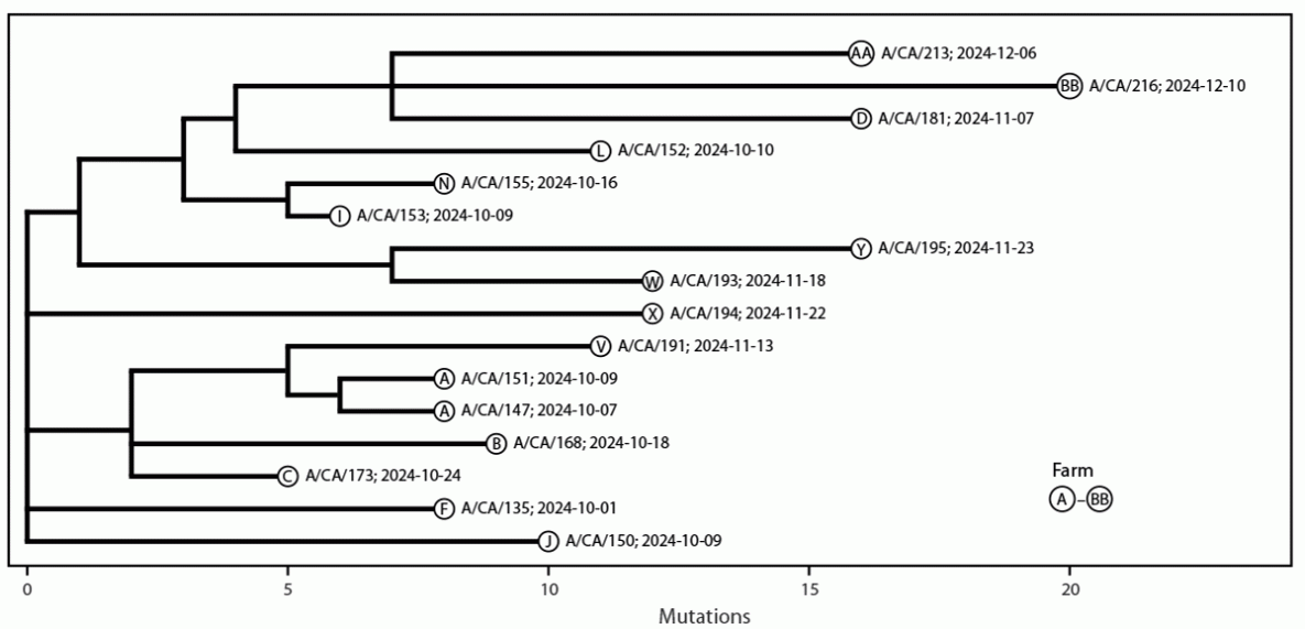 Human Cases of Highly Pathogenic Avian Influenza A(H5N1) — California, September–December 2024 Figure is a phylogenetic tree depicting 16 whole genome HPAI A(H5N1) viruses, by identification and collection date, from human cases in California during September–December 2024.