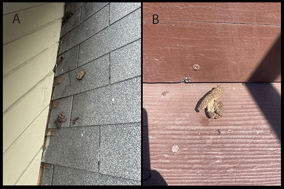 The figure consists of two color images taken in Los Angeles County, California, in 2024, of raccoon feces at the home of patient A with diagnosed baylisascariasis. The first image is a raccoon latrine on the sloping rooftop of the home of patient A, and the second image is of raccoon feces that fell from the rooftop of patient A’s home onto the staircase leading from the back door.