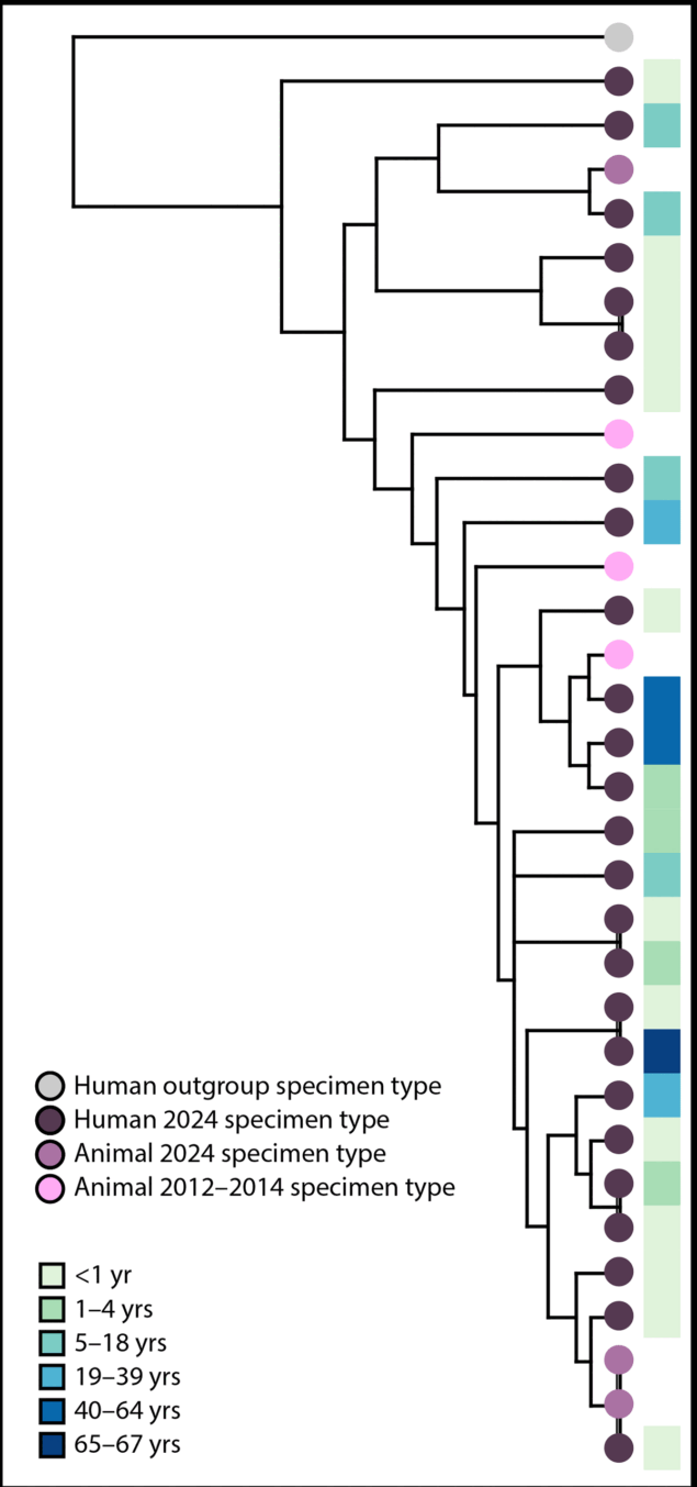 The figure is a phylogenetic tree depicting 32 genetically closely related Salmonella Cotham isolates linked to bearded dragons, by age group and specimen type, belonging to two outbreaks in the United States, during 2012–2014 and 2024.