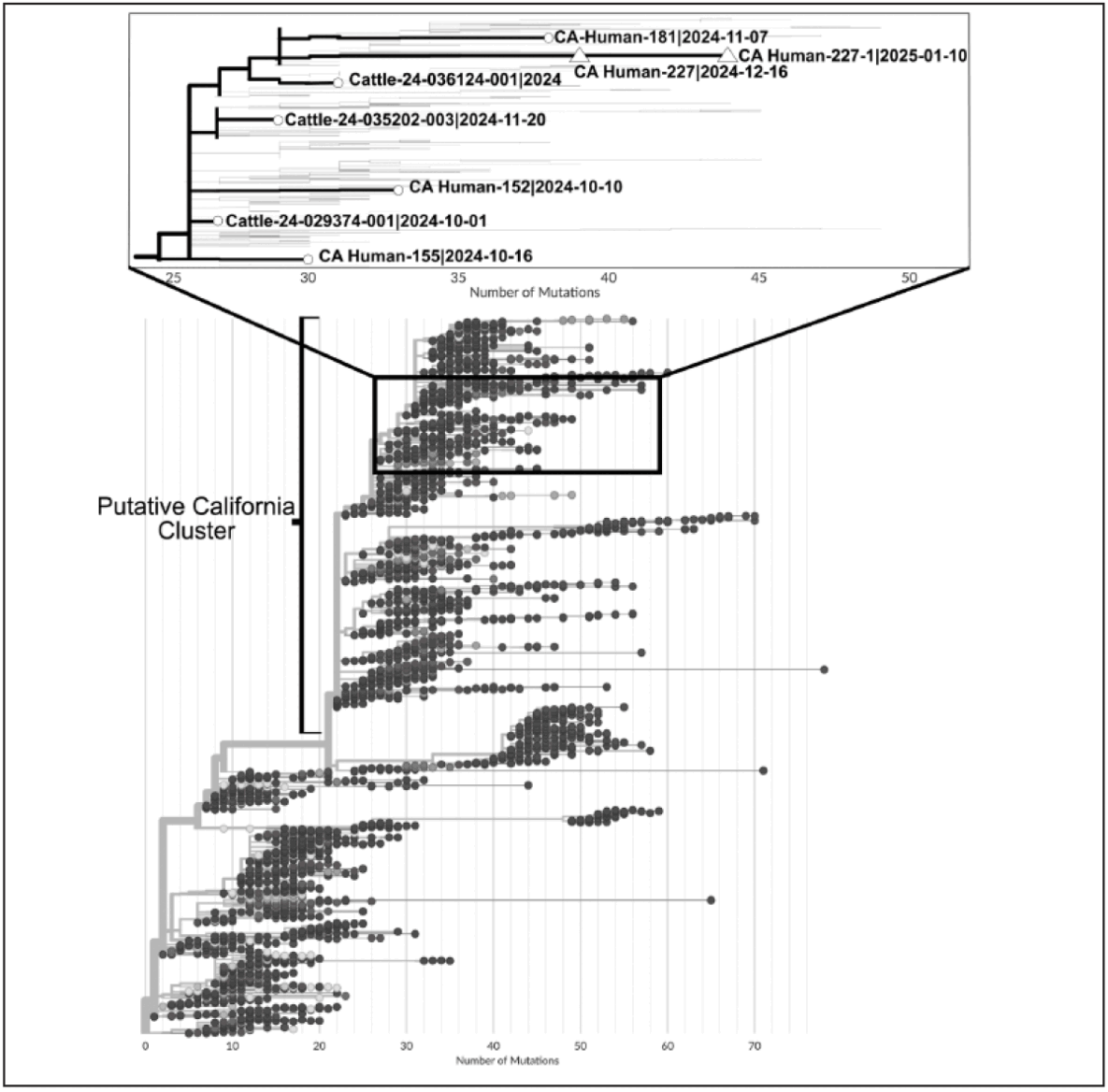 The figure is a phylogenetic tree illustrating highly pathogenic avian influenza (H5N1) genotype B3.13 whole genome sequences.