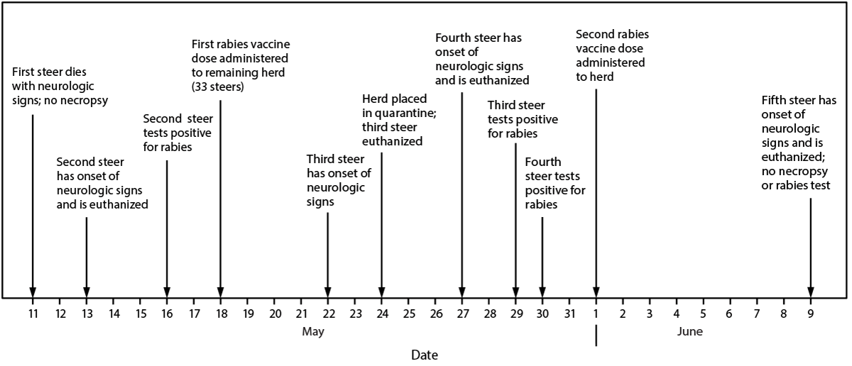 The figure is a timeline depicting rabies cases among steers on a dairy farm in Minnesota during May 11&ndash;June 9, 2024.