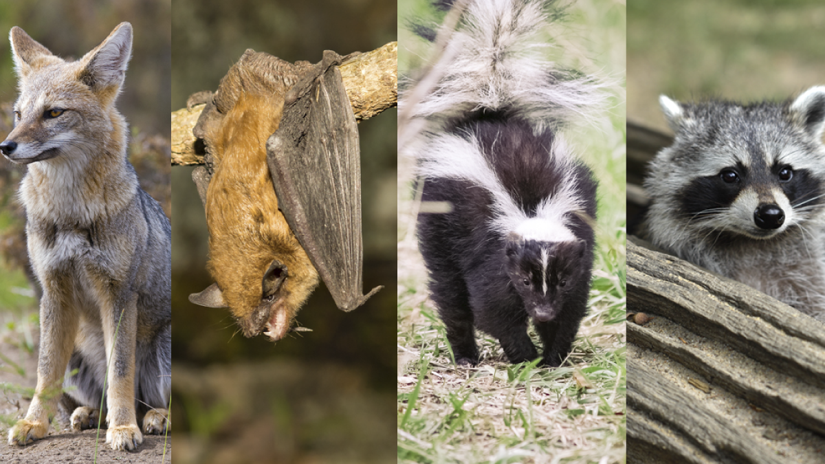 The image shows four different animals: fox, bat, skunk, and raccoon.