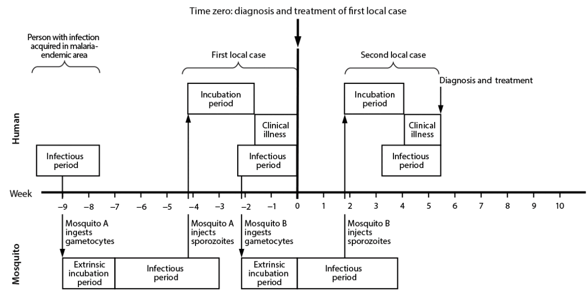 The figure is a timeline of the temporal progression of a malaria outbreak for humans and mosquitoes.