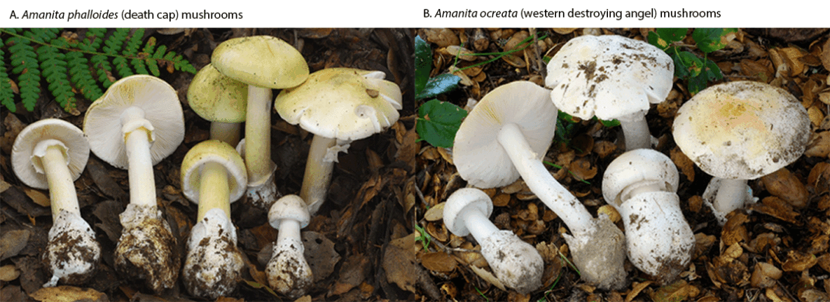 The figure is two photographs of Amanita phalloides and Amanita ocreata mushrooms similar to those consumed by patients who experienced mushroom poisoning in Northern California during November 2025&ndash;March 2026.