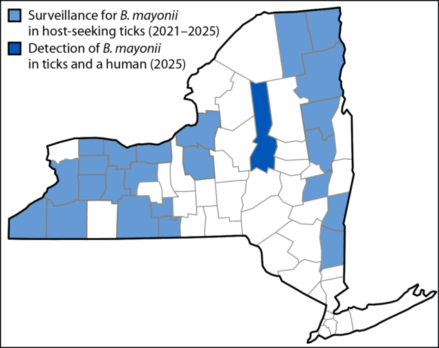 The figure is a map of New York State illustrating detections, by county, of Borrelia mayonii during 2025&ndash;2026.