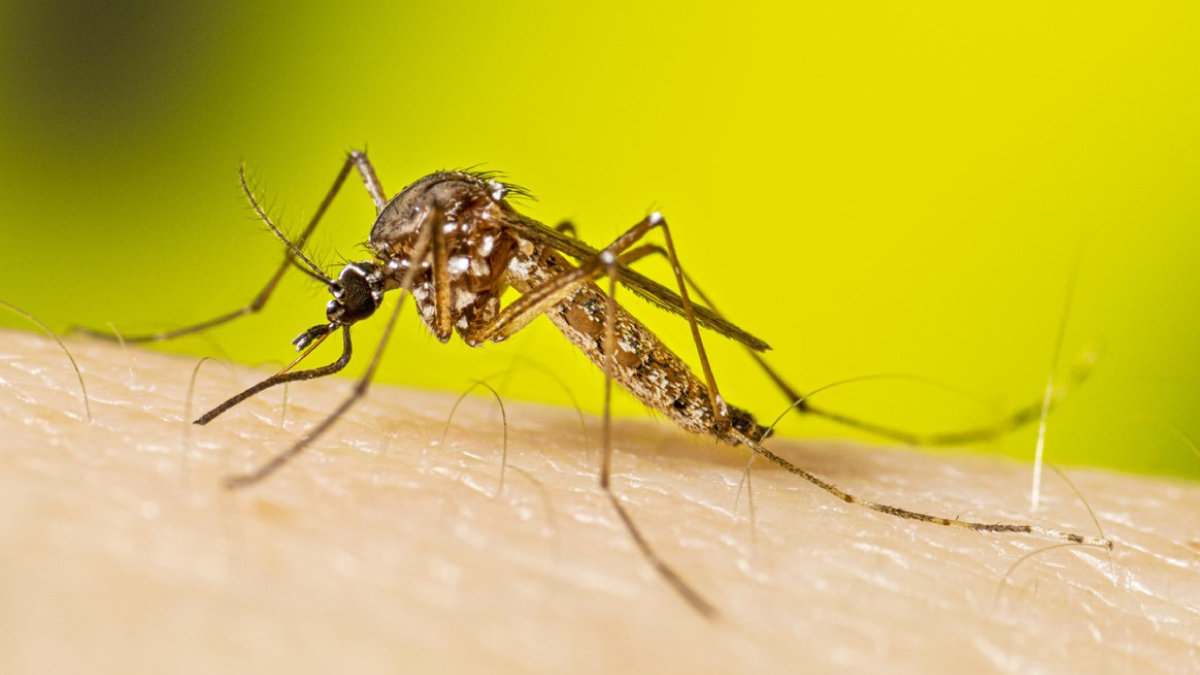 The image shows a mosquito biting a person&rsquo;s arm.