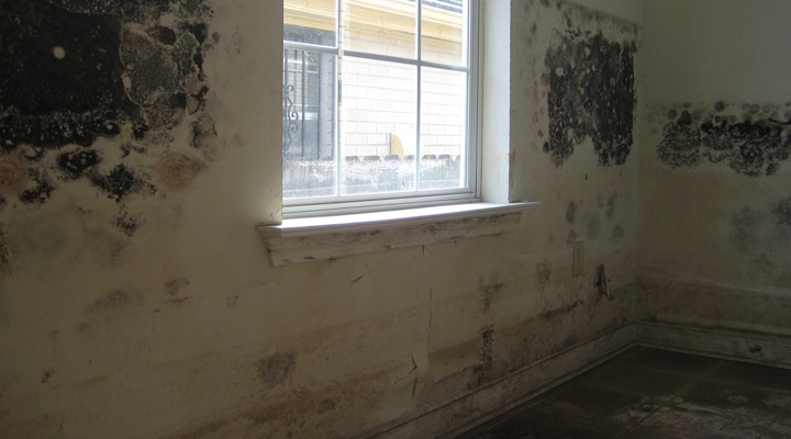 Mold on interior walls